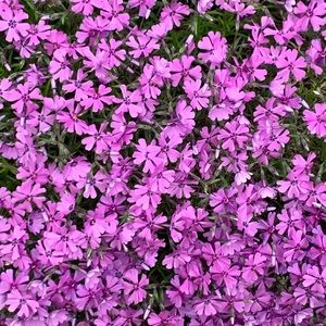 Meet your Posher, Sabrina